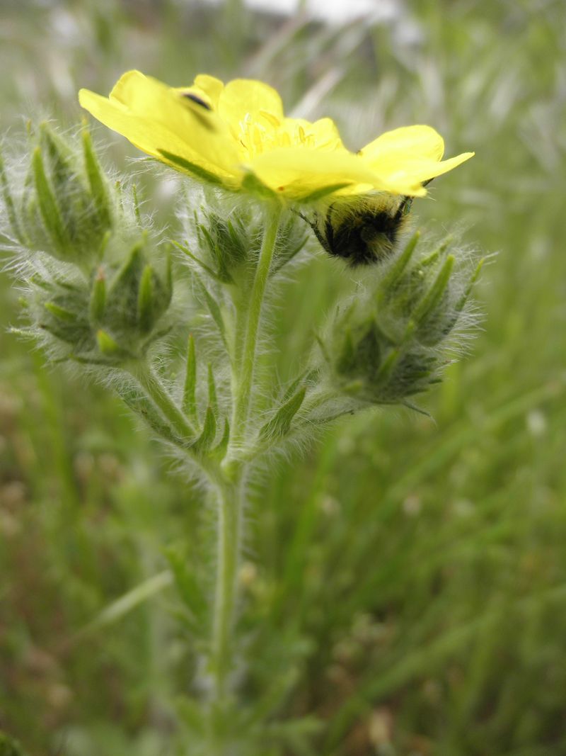 Id della Grecia - Potentilla sp.